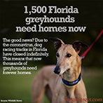 1500 Florida Greyhounds need homes now