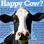 Happy Cow?
