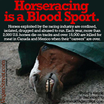 Horseracing is a blood sport