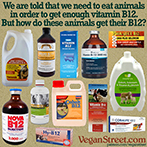 We are told that we need to eat animals to get vitamin B12.