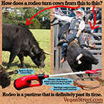 How does a rodeo turn cows from this to this?
