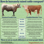 How do humanely raised cattle compare?