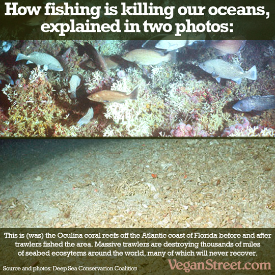 How fishing is killing our oceans, explained in two photos: