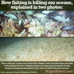 How fishing is killing our oceans, explained in two photos: