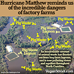 Hurricane Matthew reminds us of the incredible dangers of factory farms.