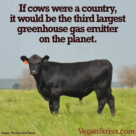 If cows were a country...