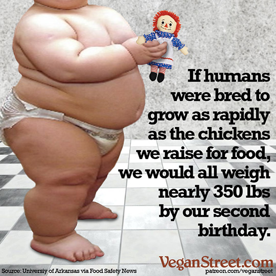 If humans were bred to grow as rapidly as the chickens we raise for food...