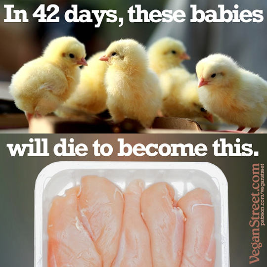 In 42 days, these babies will die to become this.