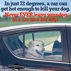 In just 72 degrees, a car can get hot enough to kill your dog