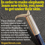 In order to get elephants to learn new tricks, you have to get under their skin