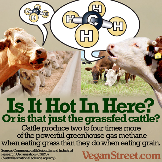 Is it hot in here? Or is that just the grassfed cattle?