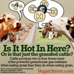 Is it hot in here? Or is that just the grassfed cattle?