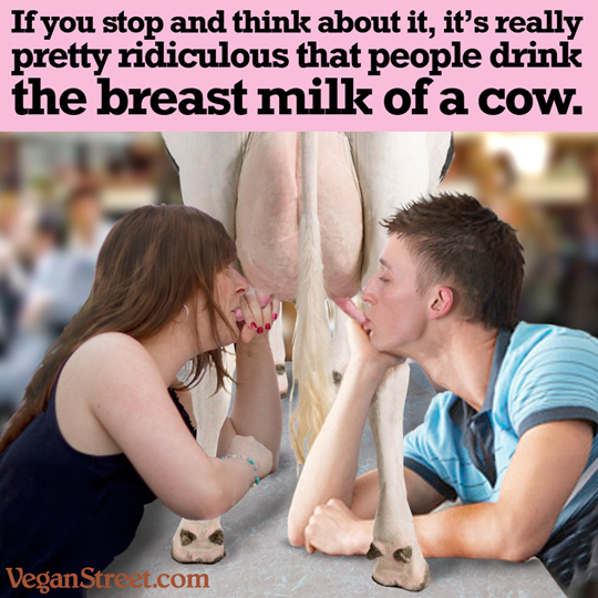 It's pretty ridiculous that people drink the breast milk of a cow.