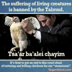 The suffering of living creatures is banned by the Talmud