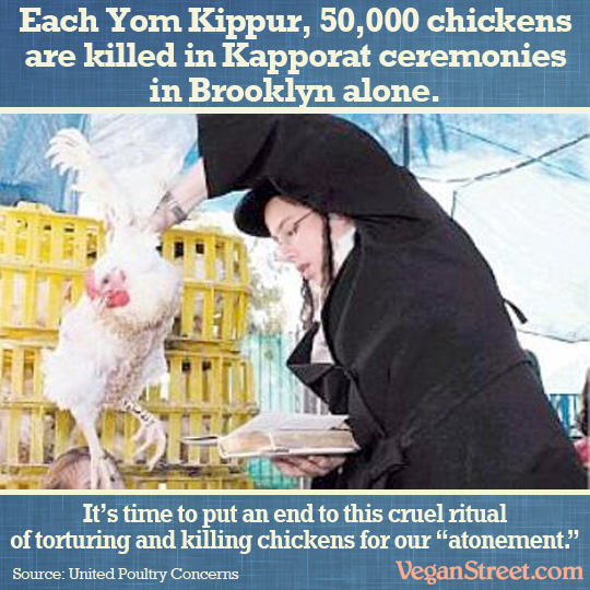 Each Yom Kippur, 50,000 chickend are killed for Kapporat in Brooklyn alone