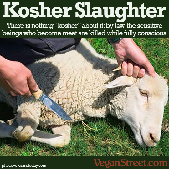 Kosher Slaughter