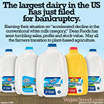 The largest dairy in the US has just applied for bankruptcy.