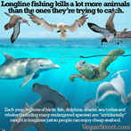 Longline fishing kills a lot more animals than the ones they're trying to catch.