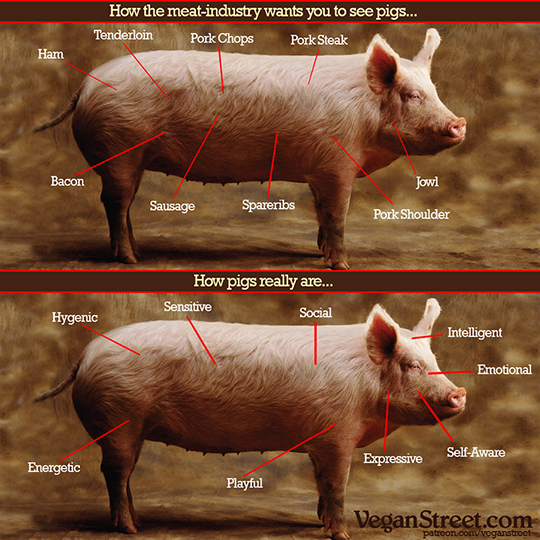 How the meat industry wants you to see pigs...