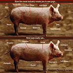 How the meat industry wants you to see pigs...