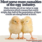Meet some more casualties of the egg industry.