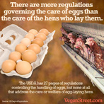There are more regulations governing the care of eggs than the care of the hens laying them.