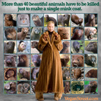 More than 40 beautiful animals have to be killed just to make a single mink coat.