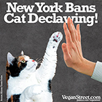 New York Bans Cat Declawing!