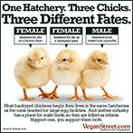 One Hatchery. Three Chicks. Three Different Fates.