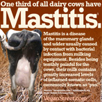 One third of all dairy cows have mastitis.