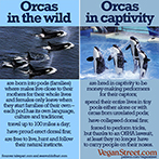 Orcas in the wild vs orcas in captivity