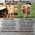 Pick Your Poison (feedlot vs. grass-fed)