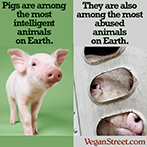 Pigs are among the most inte;lligent animals on Earth.