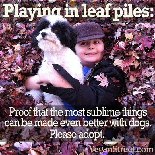 Playing in leaf piles – made better with a dog