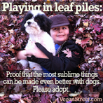 Playing in leaf piles – made better with a dog