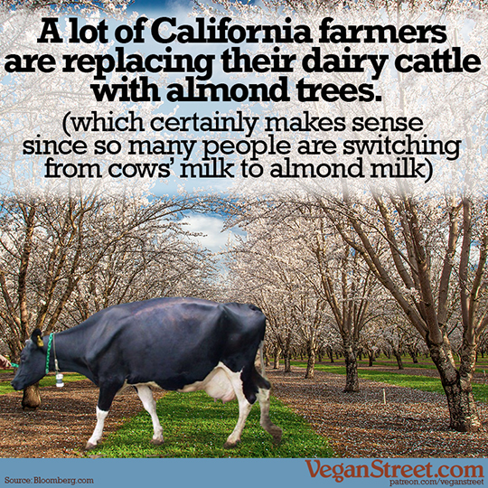 A lot of California farmers are replacing their dairy cows with almond trees.