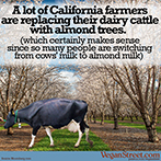 A lot of California farmers are replacing their dairy cows with almond trees.