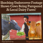 Shocking undercover footage shows cows being pampered...