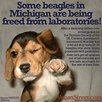Some beagles in Michigan are being freed from laboratories!