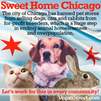 Sweet Home Chicago bans puppy mills!