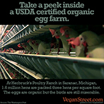Take a peek inside a USDA certified organic egg farm.