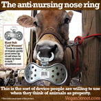 The anti-nursing nose ring
