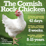 The Cornish Rock Chicken