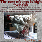 The cost of eggs is high for hens