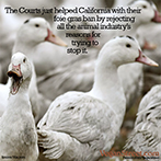 The courts helped California with their foie gras ban