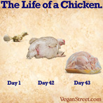 The Life of a Chicken.