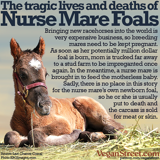 The tragic lives and deaths of Nurse Mare Foals