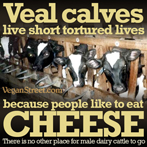 Veal calves live short tortured loves because people like to eat cheese