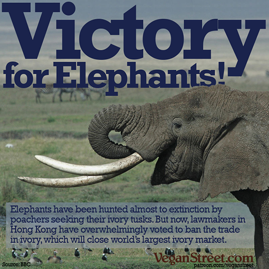 Victory for Elephants!