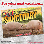 Visit a farmed animal sanctuary.